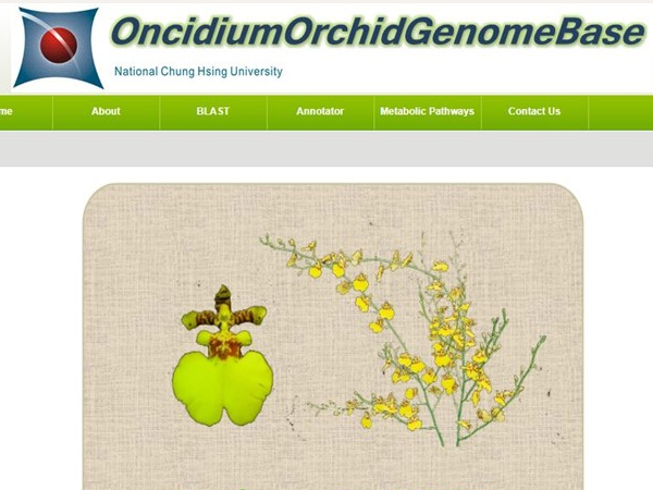 OncidiumOrchid GenomeBase